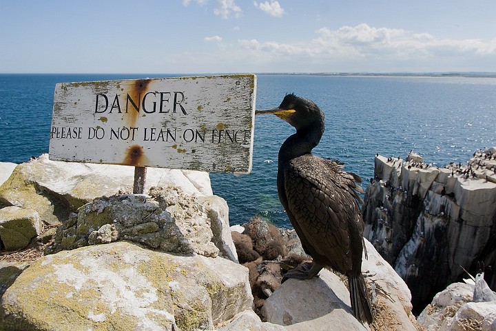 Krhenscharbe Phalacrocorax aristotelis Shag